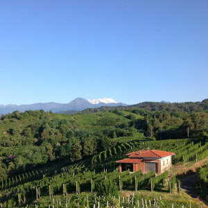 Gattinara vigneto San Francesco