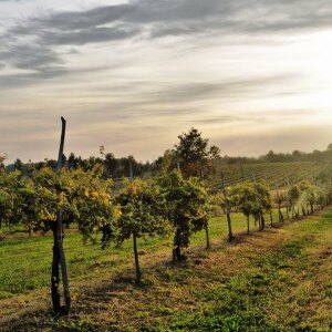 Vigna Boca Borgo dei Cavalli