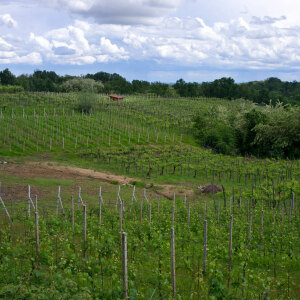 Vigne Brusnengo