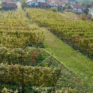 Vigneti Lessona Clerico